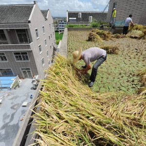 环保水稻不长土里长屋顶  浙江农民教你房顶种水稻