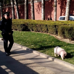 宠物猪天安门前啃草 警察跟随防其跑上街道