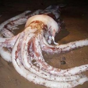 180公斤巨型章鱼惊现海滩 模样恐怖恶心