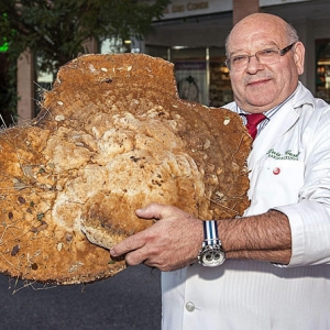 西班牙药师发现大蘑菇 直径60厘米重达12公斤