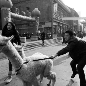 商场抢占节日市场出奇招:两只羊驼萌翻路人