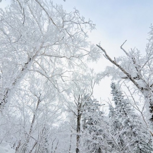 一个银装素裹的世界|雪乡雾凇奇观