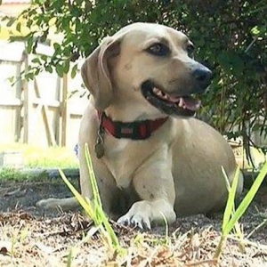 忠犬神勇护主一流：流浪犬救遭性侵女孩