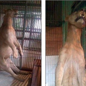 印尼动物园再爆丑闻 非洲狮被吊死在笼中