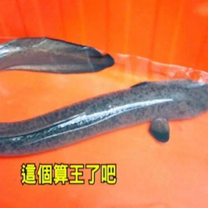 台东捕获1.55米长鲈鳗鱼 民众形容"成仙了"