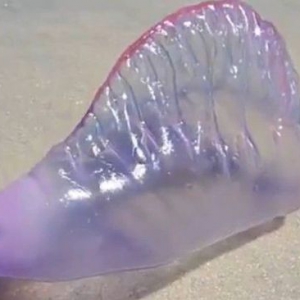 巴西海滩现神秘紫色透明剧毒海洋生物