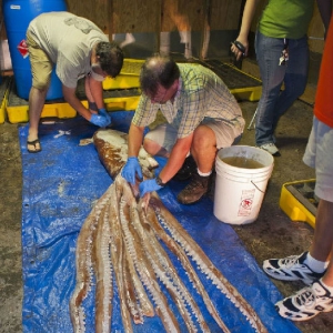 韩国釜山渔民捕获4.5米长巨型鱿鱼