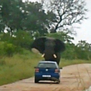 暴脾气大象被打扰 攻击轿车如碾蚂蚁