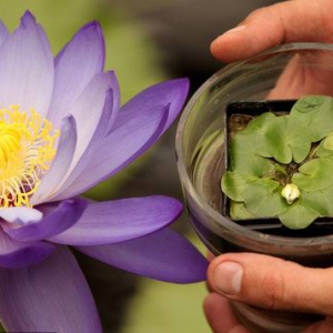 世界最小睡莲在英皇家植物园被盗 叶片直径1厘米