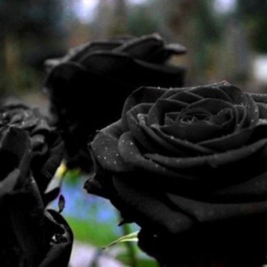土耳其罕见黑玫瑰：象征着死亡和坏消息