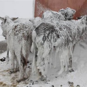 土耳其5只驴被雪覆盖长“冰柱” 互相依偎取暖