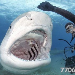潜水员海底徒手喂食4米长血盆大口虎鲨