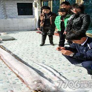 温州渔民捕获“带鱼王” 长234厘米最宽处20厘米