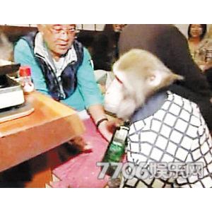 日本一酒馆猴子当服务员 能帮客人拿毛巾和啤酒