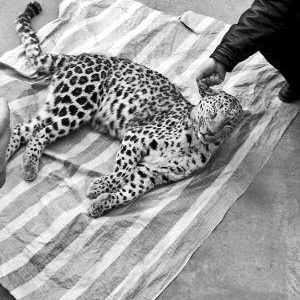 陕西黄陵发现一级保护动物金钱豹 已遭猎杀