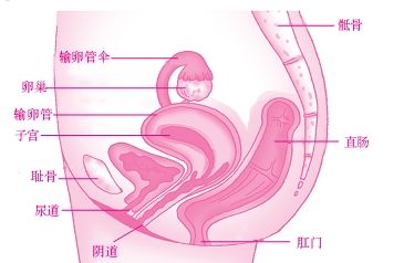 怀孕之前一定要做的检查--准备怀孕