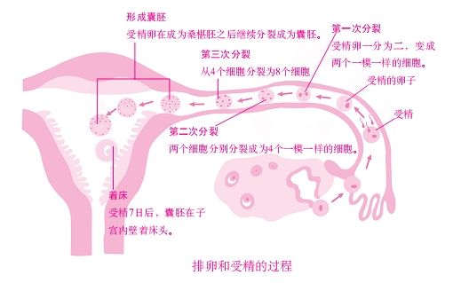 为了孩子的健康有计划地怀孕--准备怀孕