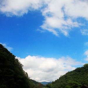 实拍武夷山的野生猕猴群