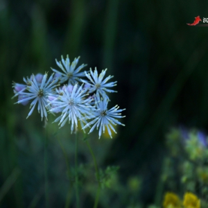 &lt;原摄&gt;乌兰布统（一）坝上花开烂漫